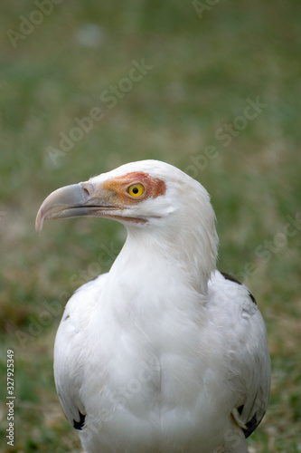 Portrait of the face of Egyptian Vulture