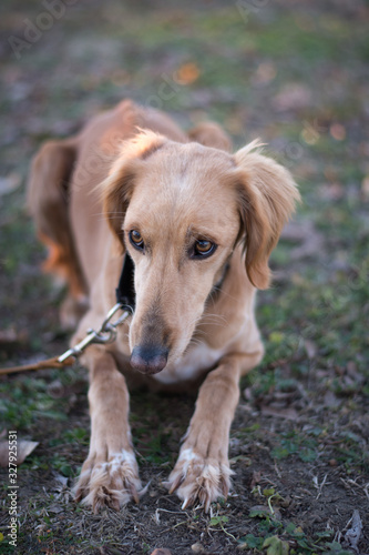 Obraz na płótnie Saluki