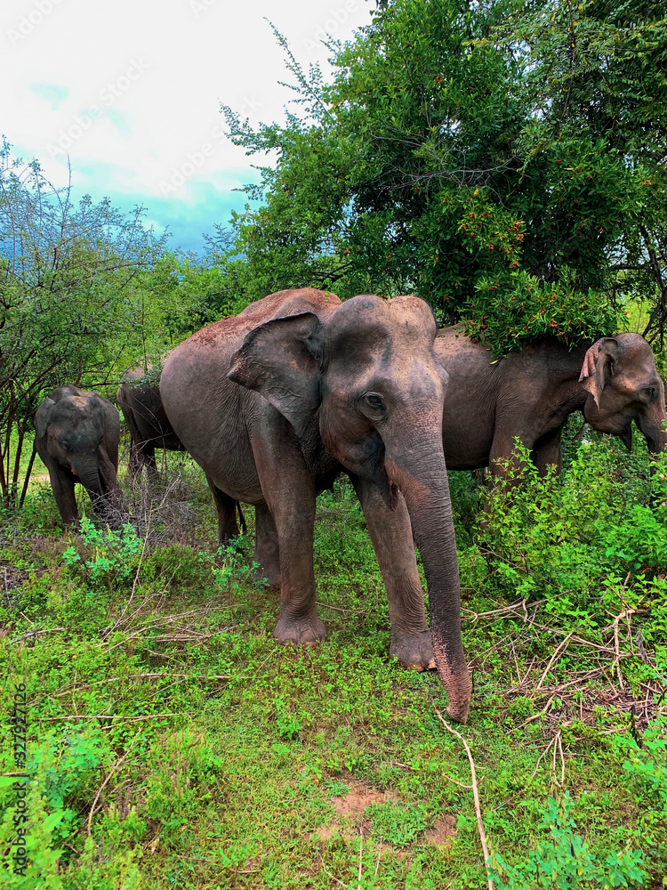 elephant family in national park