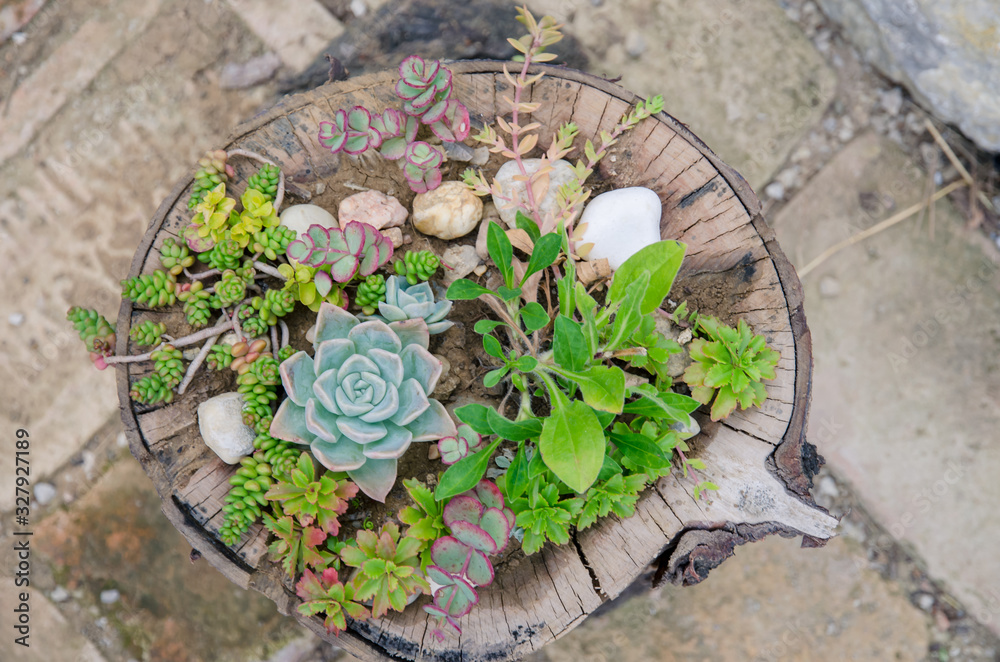 Fototapeta premium green decorative succulent in tree trunk
