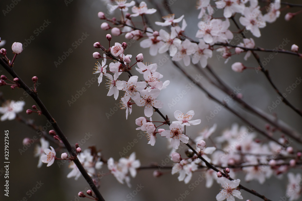 Almond tree pink flowers blooming in spring in Madrid Almond tree pink flowers blooming in spring in Madrid