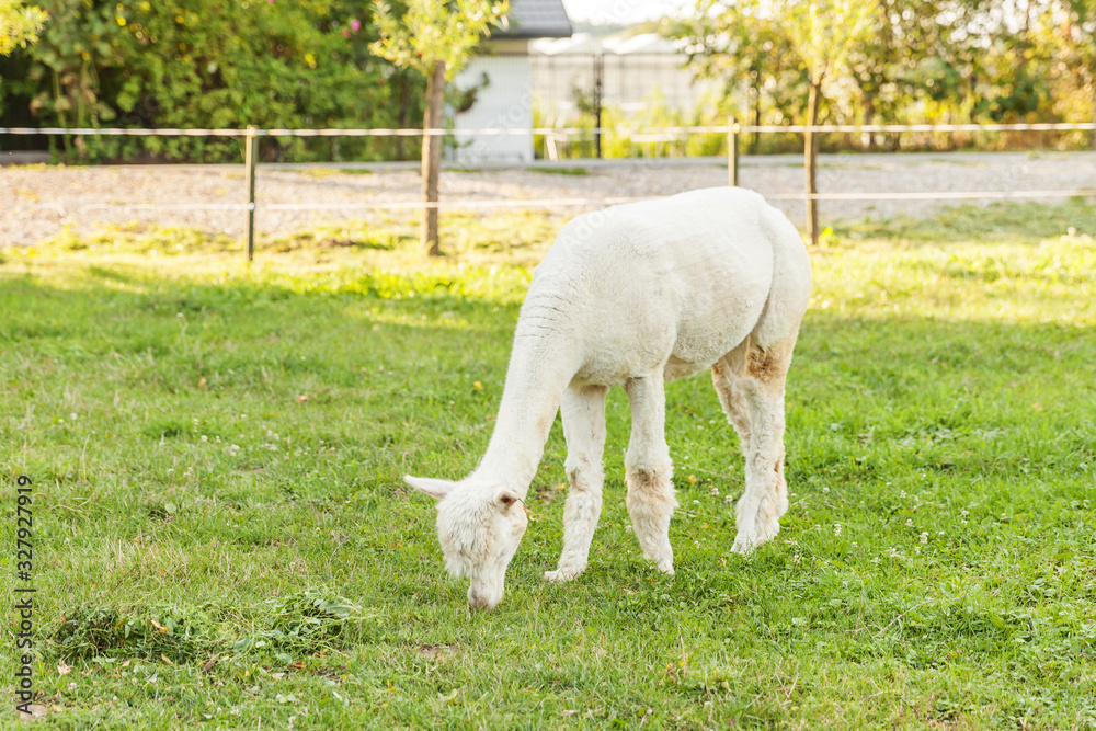 Cute alpaca with funny face relaxing on ranch in summer day. Domestic alpacas grazing on pasture in natural eco farm countryside background. Animal care and ecological farming concept Cute alpaca with funny face relaxing on ranch in summer day. Domestic alpacas grazing on pasture in natural eco farm countryside background. Animal care and ecological farming concept