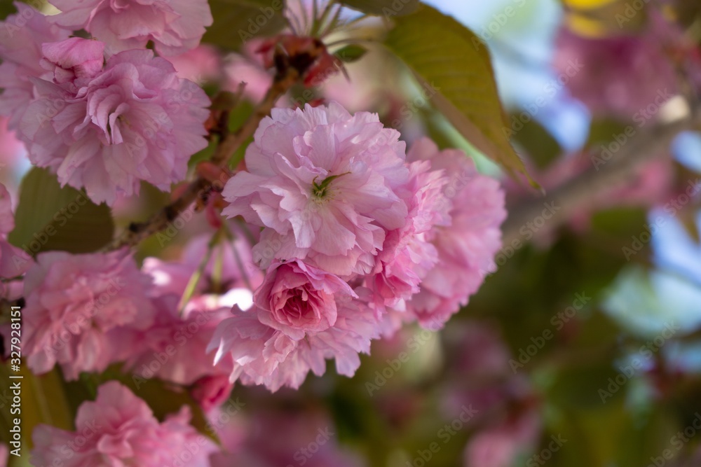 Spring tree flowering. Pink flowers on blooming tree. Slovakia Spring tree flowering. Pink flowers on blooming tree. Slovakia