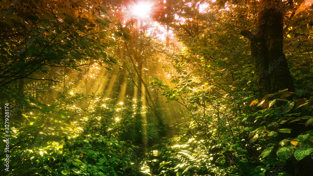 An abstract warm toned view sunlight shinning through a forest canopy.