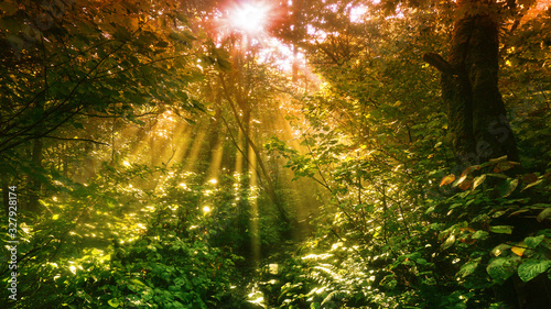 An abstract warm toned view sunlight shinning through a forest canopy. © Brothers Welch