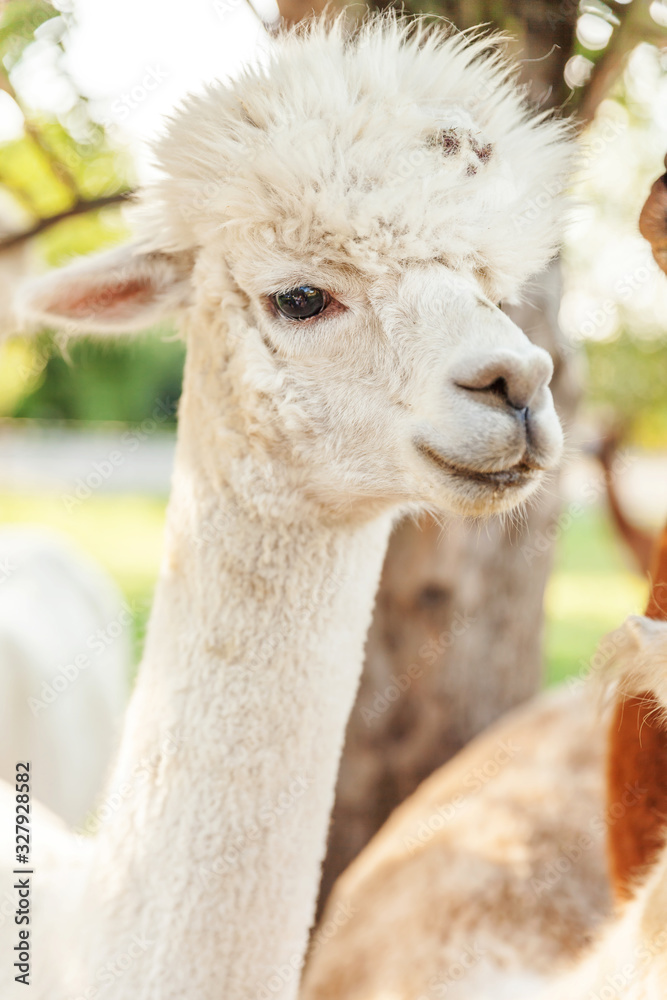Cute alpaca with funny face relaxing on ranch in summer day. Domestic alpacas grazing on pasture in natural eco farm countryside background. Animal care and ecological farming concept