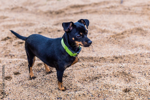 small black dog on the sand