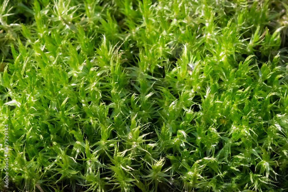 background of green moss photo closeup macro background of green moss photo closeup macro