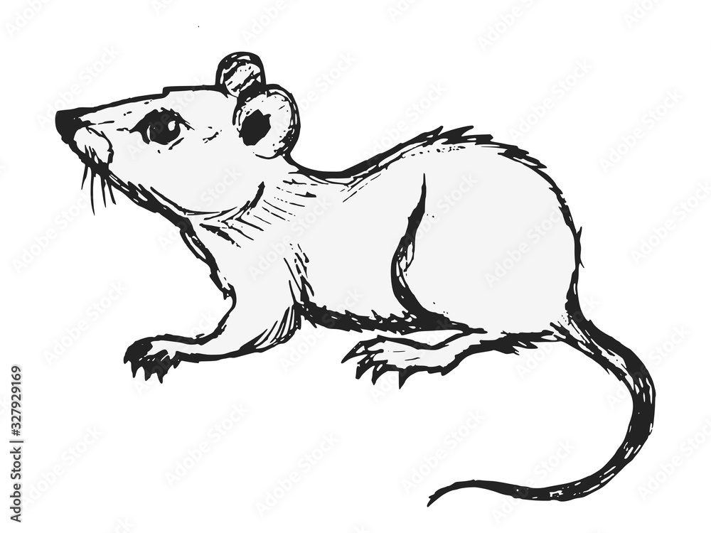 Fototapeta premium Vector illustration of domestic mouse