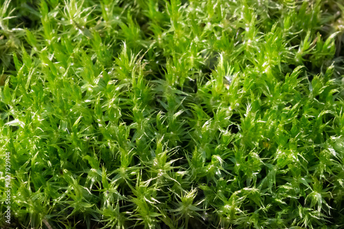 background of green moss photo closeup macro