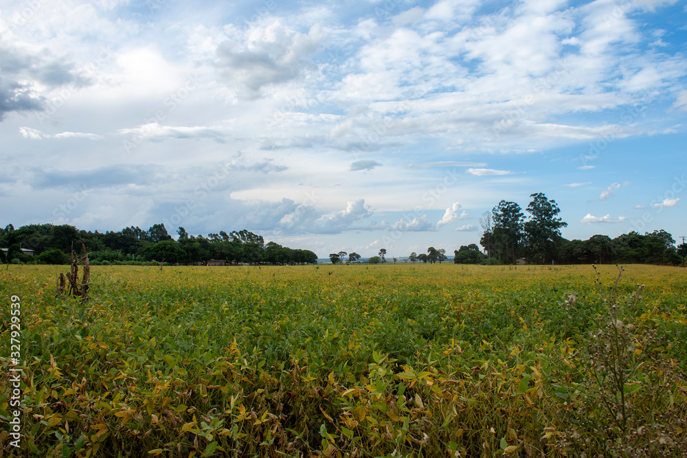 Fototapeta premium soybean plantation