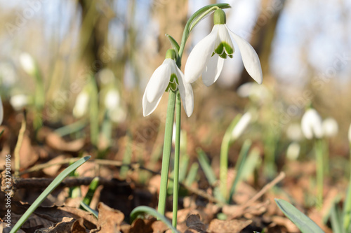 Snowdrop in the forest