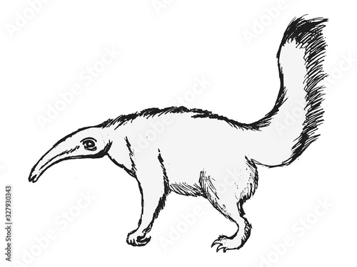 Vector illustration of anteater