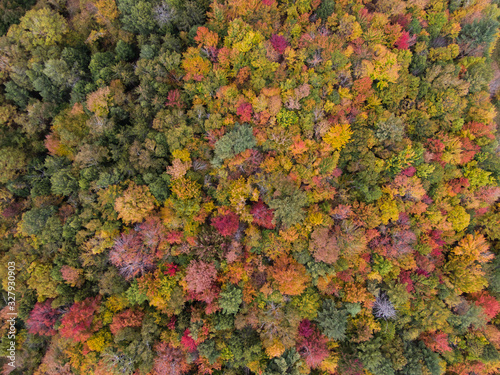 autumn leaves background © Hayden