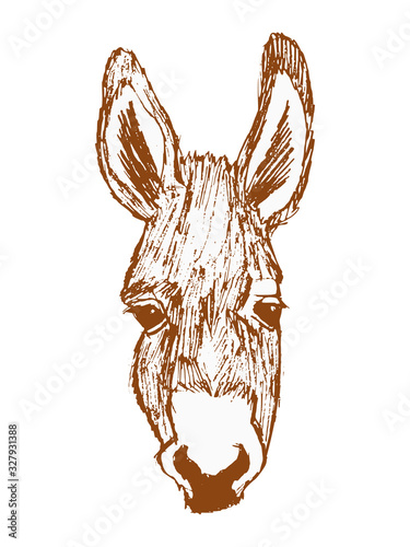 Vector sketch of donkey