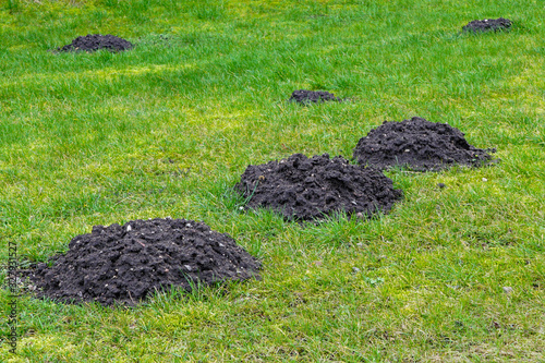 many fresh mole digs in a green meadow photo