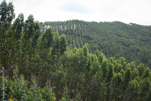 Floresta, Eucalipto, ipê. Integração lavou e pecuária