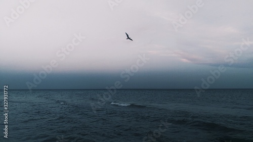 Bird alone at the sea