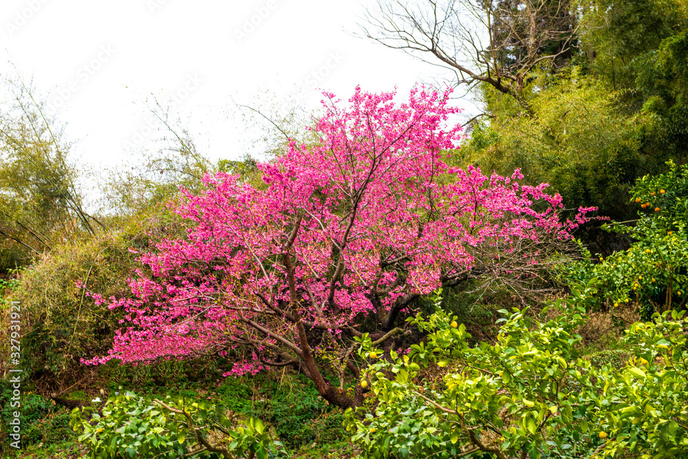 大山の寒桜