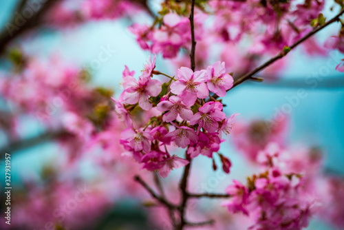 大山の河津桜 © chameleon
