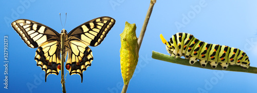 Transformation of common machaon butterfly emerging from cocoon isolated