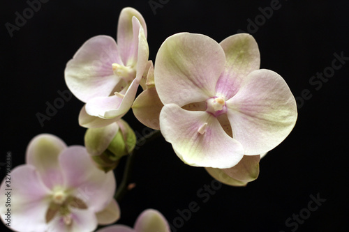 Fototapeta Naklejka Na Ścianę i Meble -  Large lilac green orchid petals on a black background. Perfect blank for a holiday card