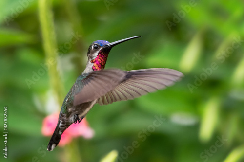 A Long-billed Starthroat hummingbird hovers in a tropical garden with a blurred background