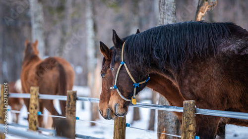 Healthy Horse In Wooden Stables