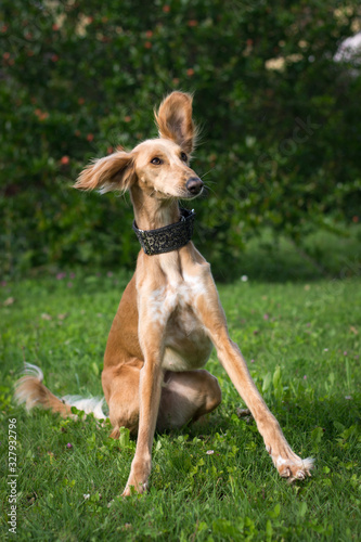 Naklejka Saluki