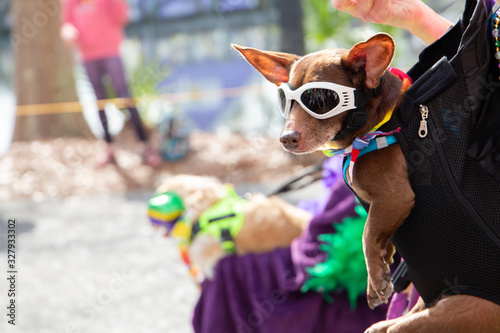Photography a small dog with sunglasses on that is being carried in a front halter carrier a
