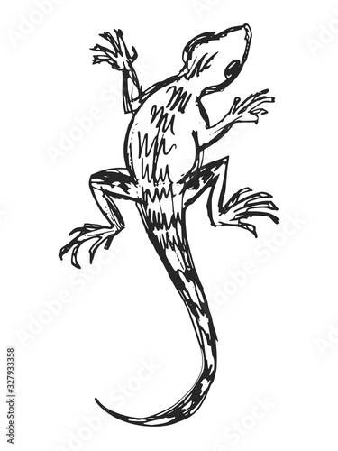 Vector sketch of ordinary lizard