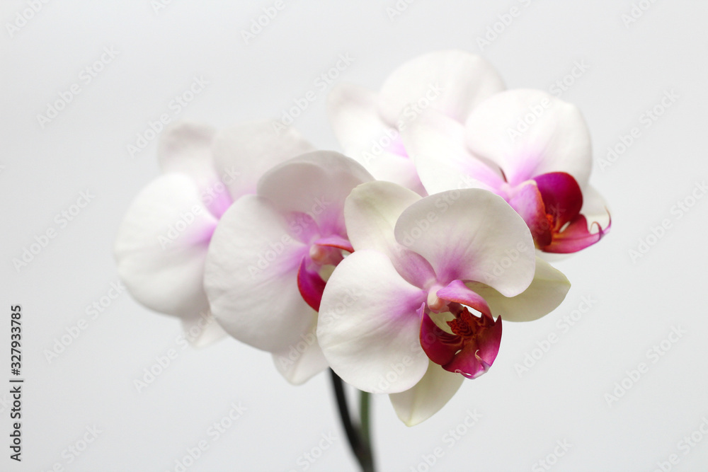 Large lilac green orchid petals on a white background. Perfect blank for a holiday card Large lilac green orchid petals on a white background. Perfect blank for a holiday card