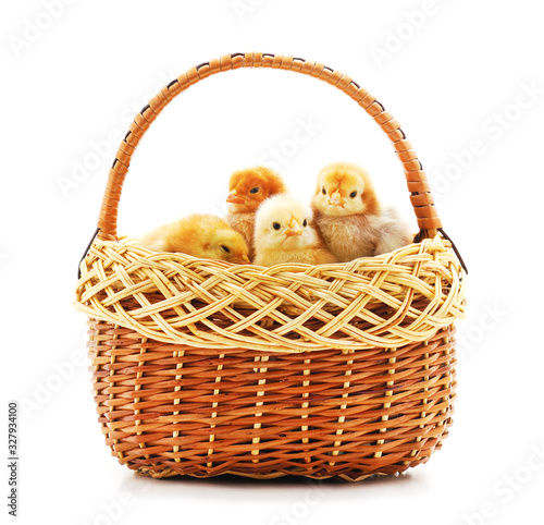 Yellow chicks in a basket.