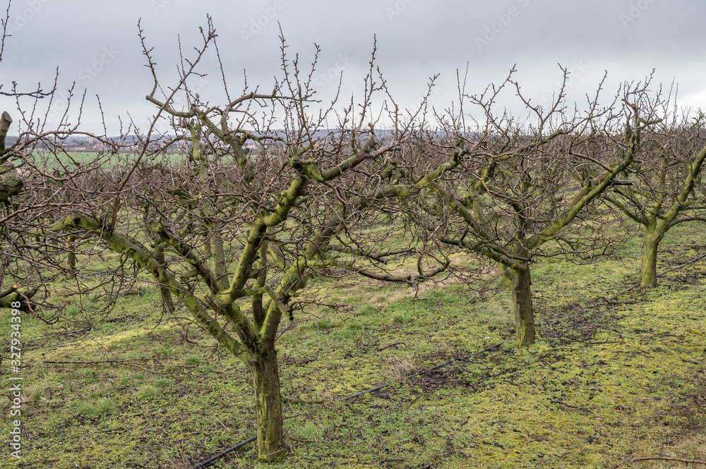 Kahle Apfelbäume im Frühjahr kurz vor dem keimen der Knospen Kahle Apfelbäume im Frühjahr kurz vor dem keimen der Knospen
