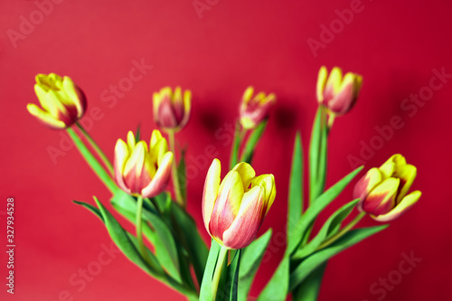 Fototapeta Naklejka Na Ścianę i Meble -  beautiful bouquet of red tulips on a red background.