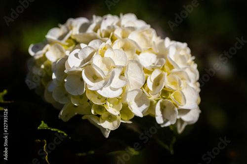 White geranium flower