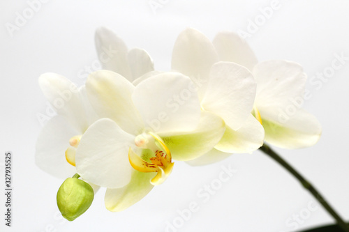 White-yellow orchid flowers isolated on white background. Perfect blank for a holiday card