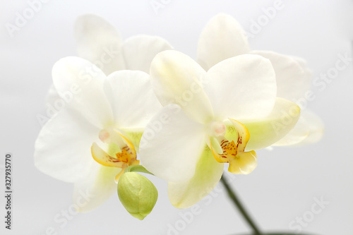 Fototapeta Naklejka Na Ścianę i Meble -  White-yellow orchid flowers isolated on white background. Perfect blank for a holiday card