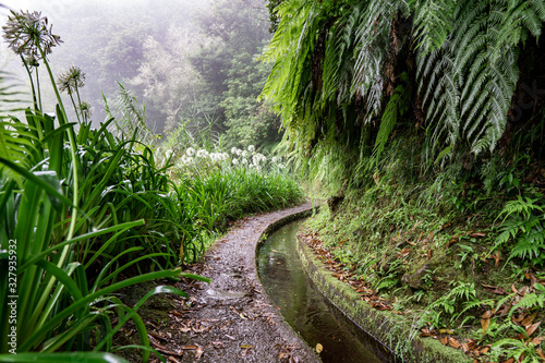 Foggy hiking path in the forest in Levada do Caldeirao Verde Trail, Madeira island, Portugal. photo