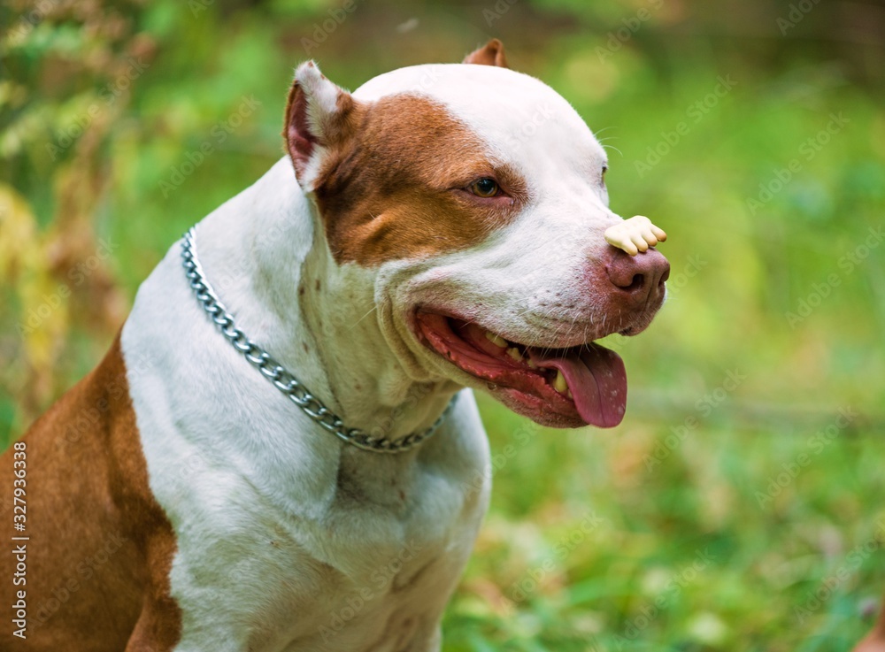 Side view of gorgeous red and white dog with chain on neck keeping tiny cookie on nose. Beautiful pit bull looking aside and sticking out tongue outdoors. Concept of pets.
