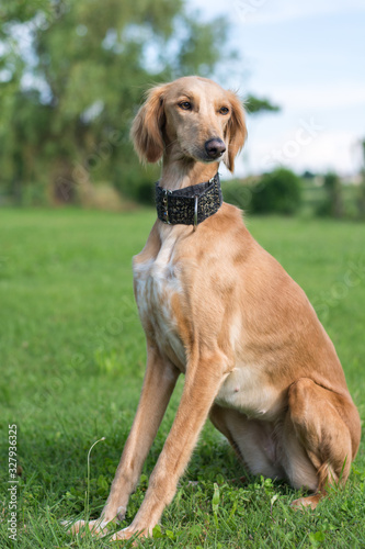 Naklejka Saluki
