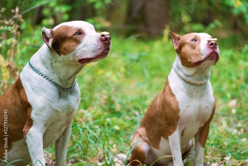 Side view of gorgeous red and white dogs with chain on neck keeping tiny cookie on nose. Beautiful pit bull looking aside and sticking out tongue outdoors. Concept of pets.