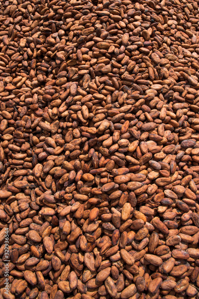 Obraz premium Plantação de cacau cacauicultura