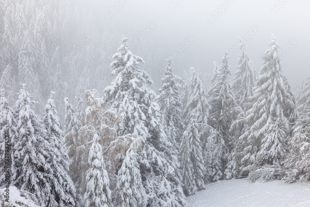 Naklejka premium Winterwald auf dem Klausberg