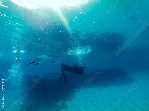 Wallpaper Mural Meeresschildkröte Torontodigital.ca