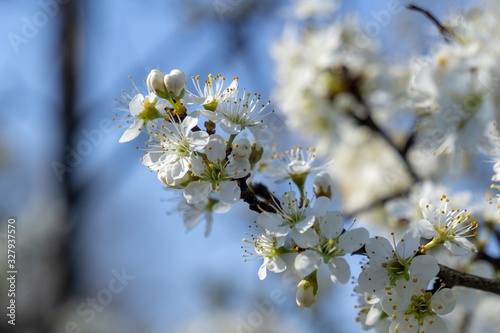 Spring tree flowering. White blooming tree. Slovakia