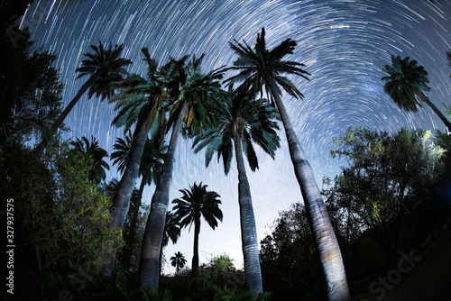 Star Trails looking up through a group of Chilean Palm Trees near National Park La Campana, Chile.  