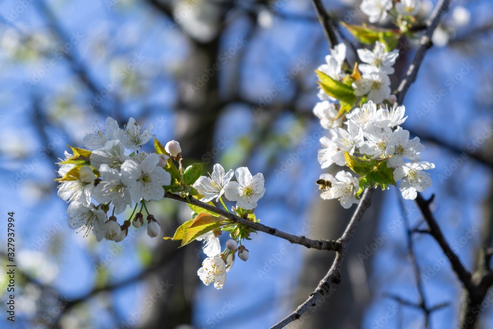 Obraz premium Spring tree flowering. White blooming tree. Slovakia