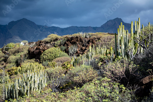Cactus and succulent desert in the highlands among stones in the south. Dark Thunder Sky over the mountains.