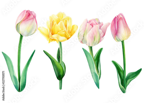 Pink tulips watercolor illustration  Hand painted floral elements set. Objects isolated on white background.